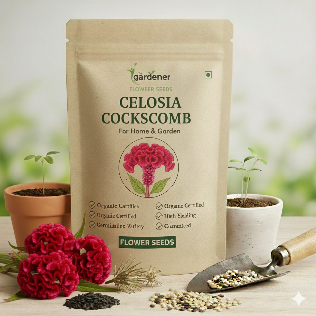 Celosia Cockscomb Dwarf Mix Seeds (200 Seeds)